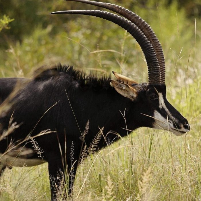 sable